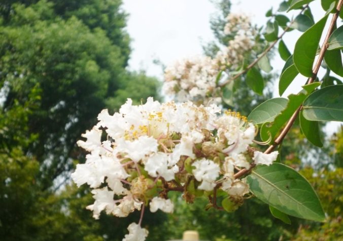 紫薇花種植 紫薇花種植
