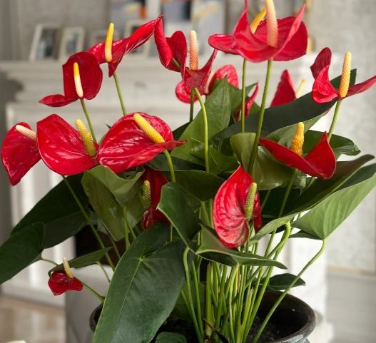 火鶴花養護 火鶴花養護