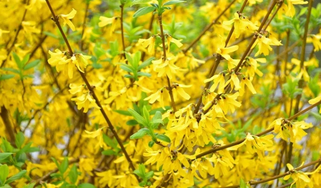 花葉連翹 種植 花葉連翹 種植