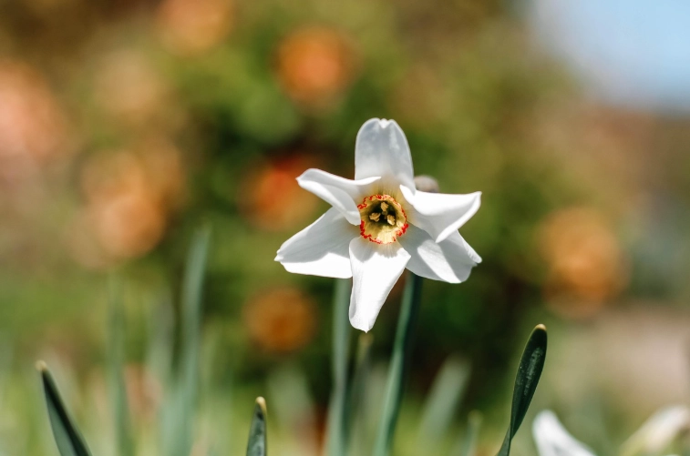 水仙花養護方法