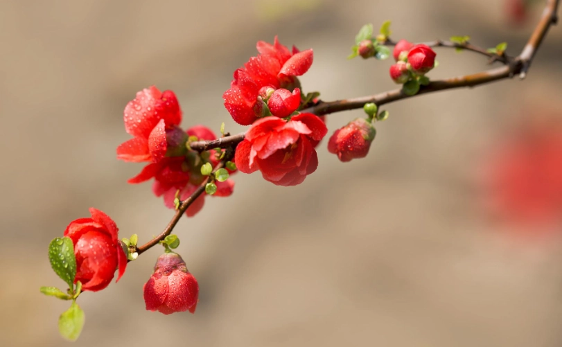 海棠花擺放位置