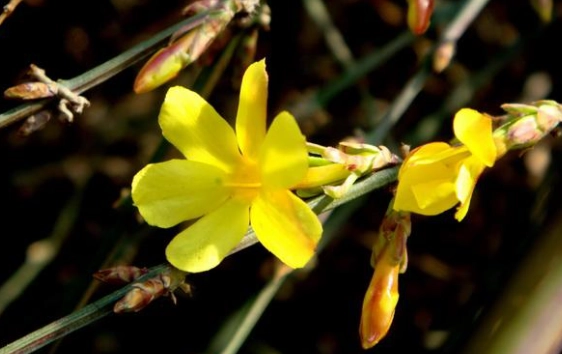 迎春花與連翹區別