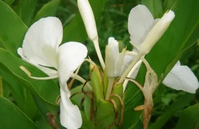 野薑花水培方法 野薑花水培方法