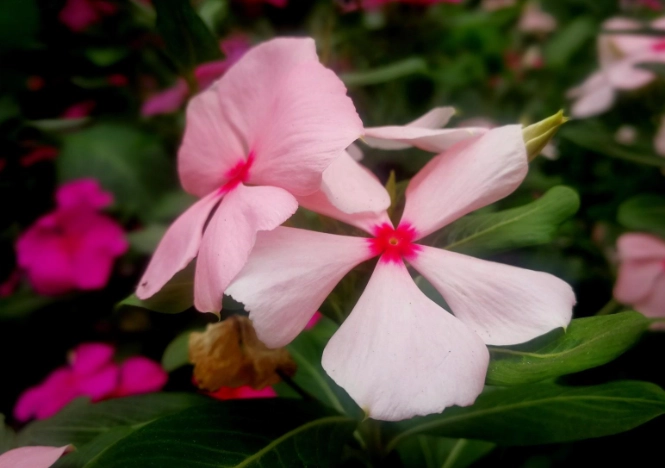 長春花養護技巧