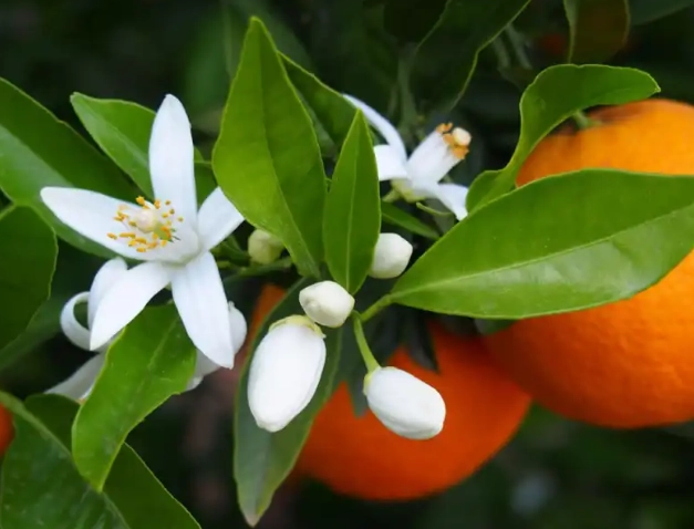 橙花應用 橙花應用