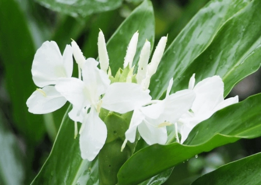 野薑花盆栽問題 野薑花盆栽問題