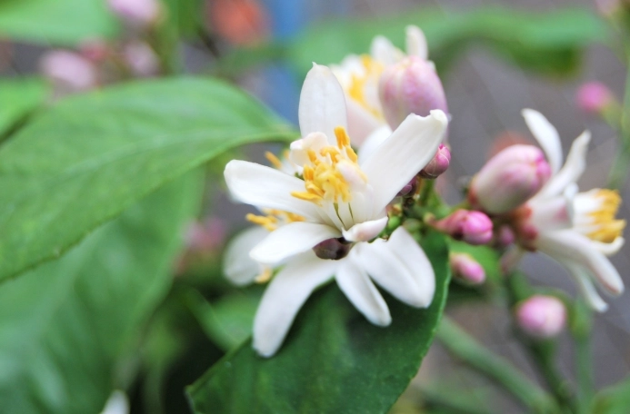 檸檬花好處