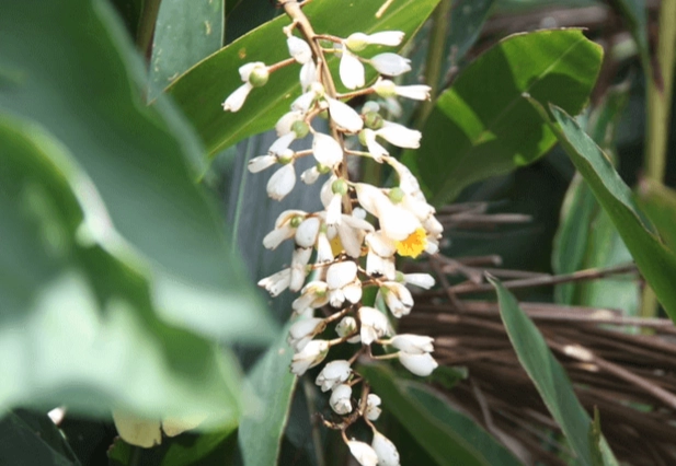 野薑花開花時間