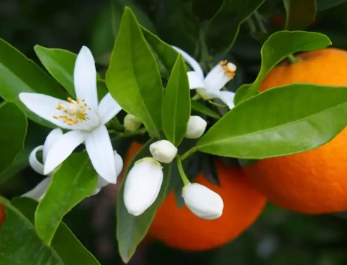 橙花精油 橙花精油