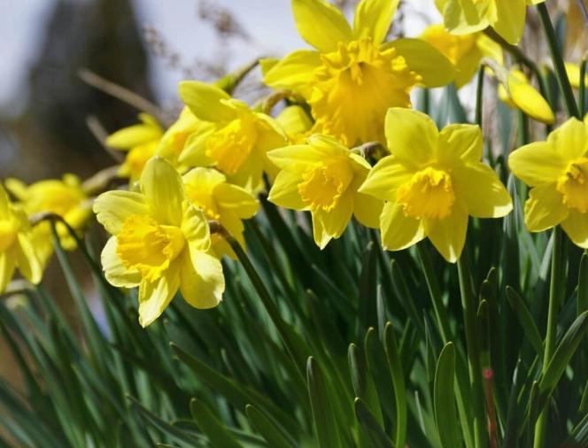 水仙花養護方法