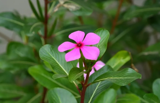 长春花种植方法