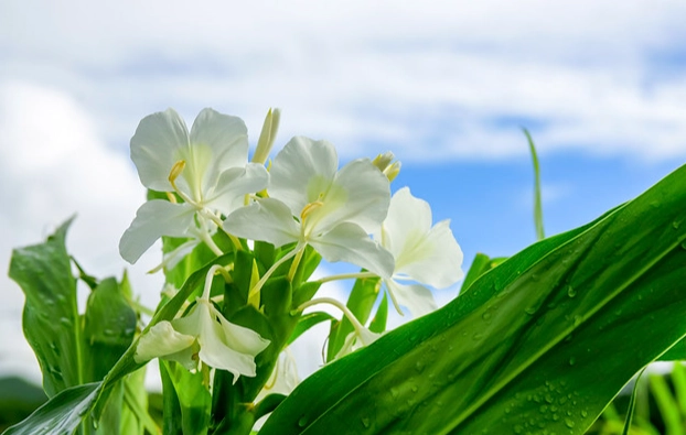水種野薑花技巧 水種野薑花技巧