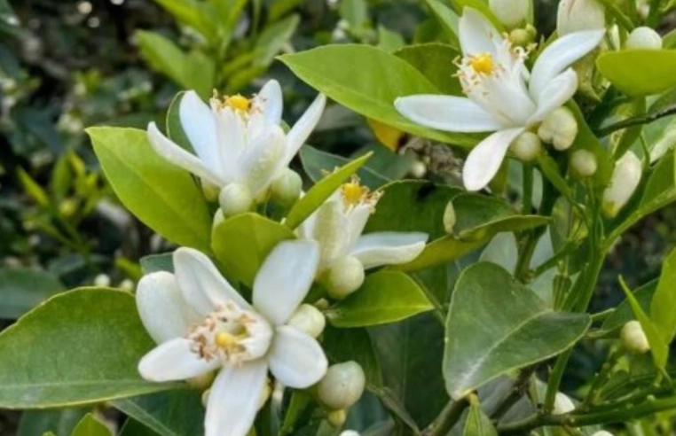 橙花象征 橙花象征