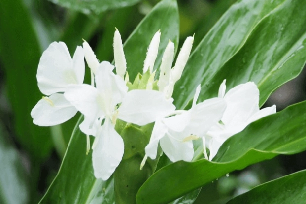 野薑花照顧 野薑花照顧