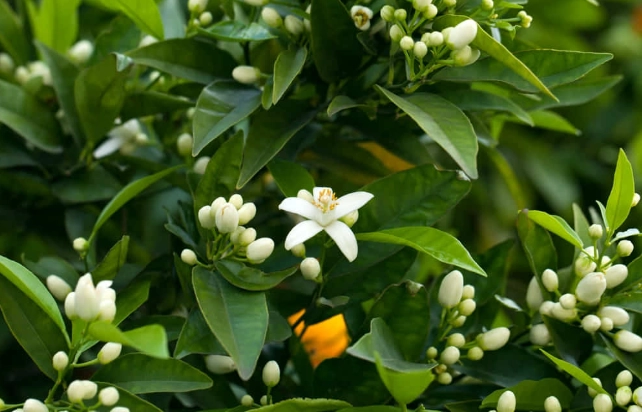 橙花象征 橙花象征