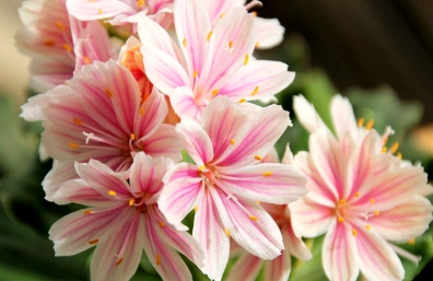 露薇花夏季養護