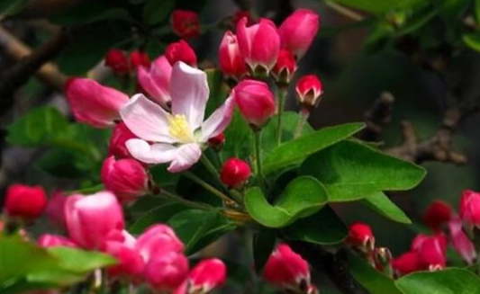 海棠花種類 海棠花種類
