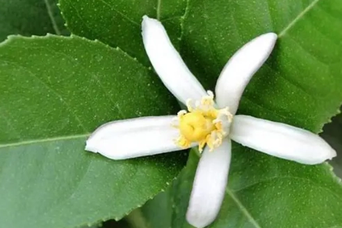 檸檬樹照顧 檸檬樹照顧