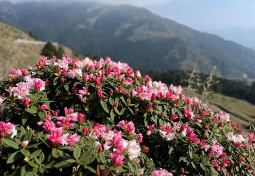 合歡山賞花路線