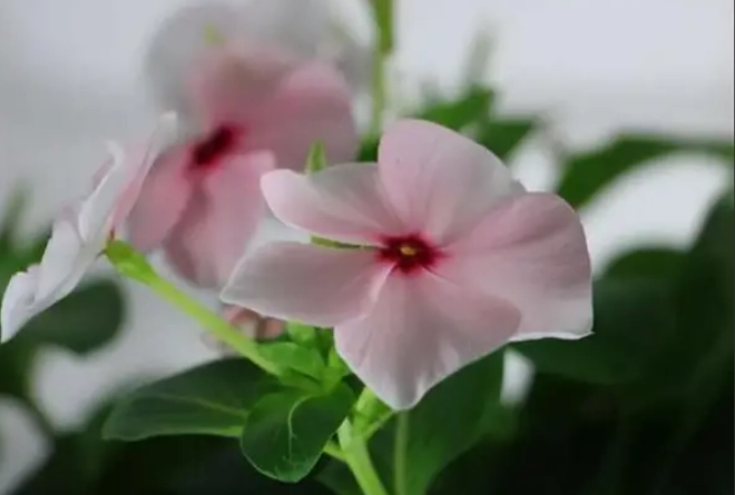 长春花种子种植