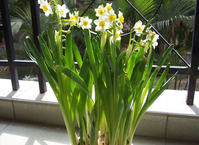 水仙花種子繁殖 水仙花種子繁殖