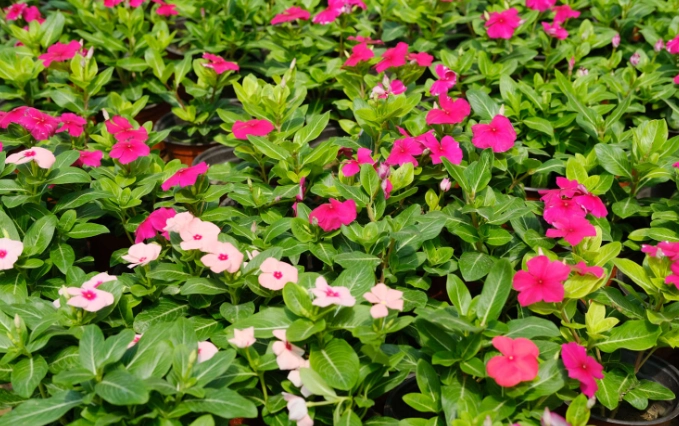 長春花種植方法