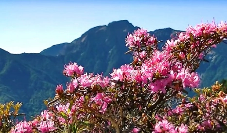 合歡山賞花路線