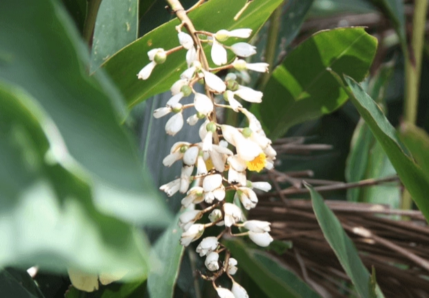 野薑花修剪方法 野薑花修剪方法