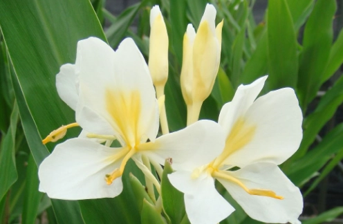 野薑花盆栽問題 野薑花盆栽問題