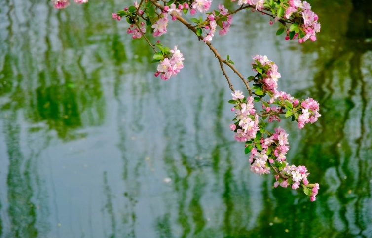 海棠花擺放位置