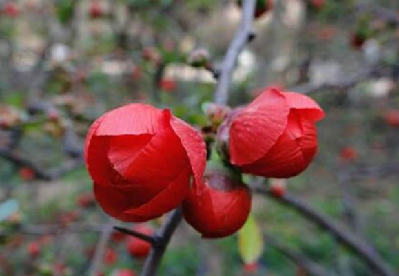 海棠花種類 海棠花種類
