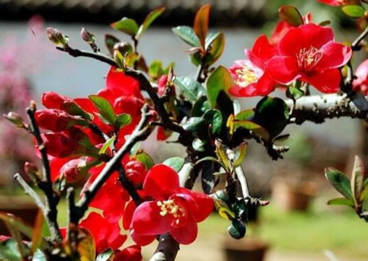 海棠花養護 海棠花養護