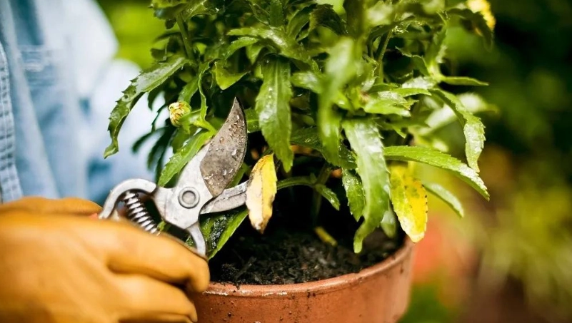 野薑花修剪方法 野薑花修剪方法