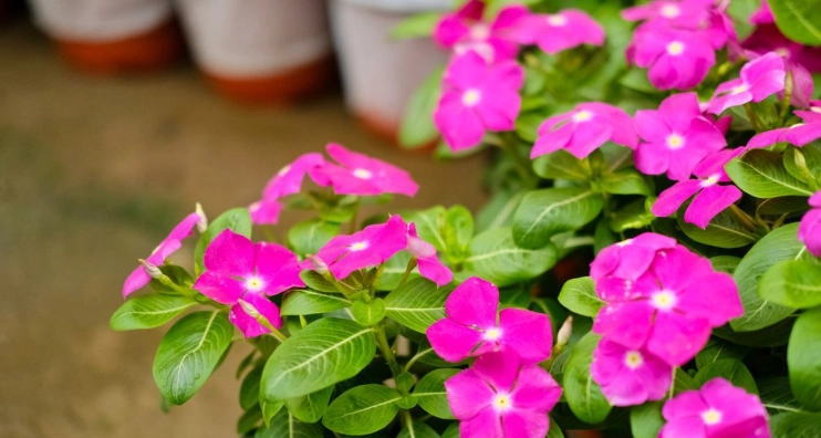 长春花种子品种