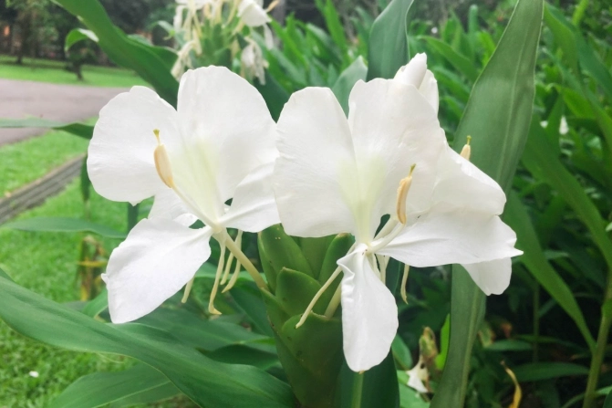 野薑花水培方法 野薑花水培方法