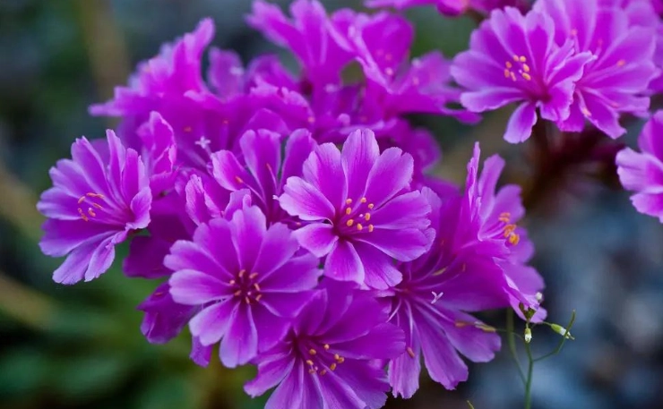 露薇花多肉常見問題