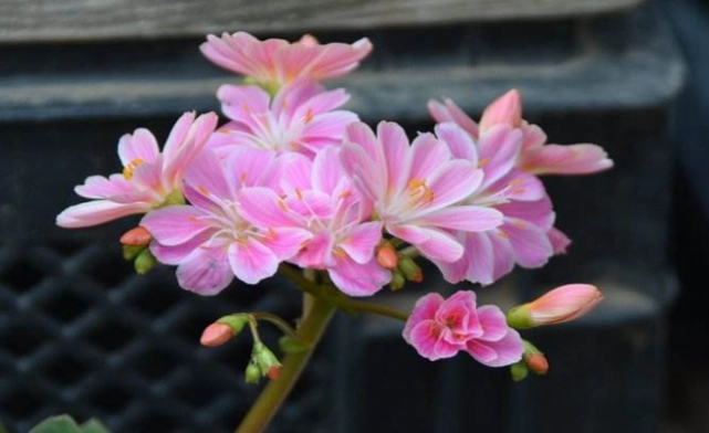 露薇花修剪方法