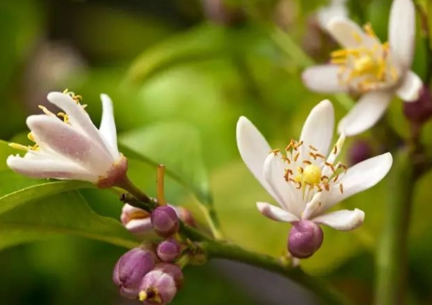檸檬花種植