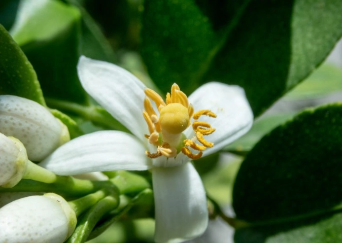 檸檬開花澆水
