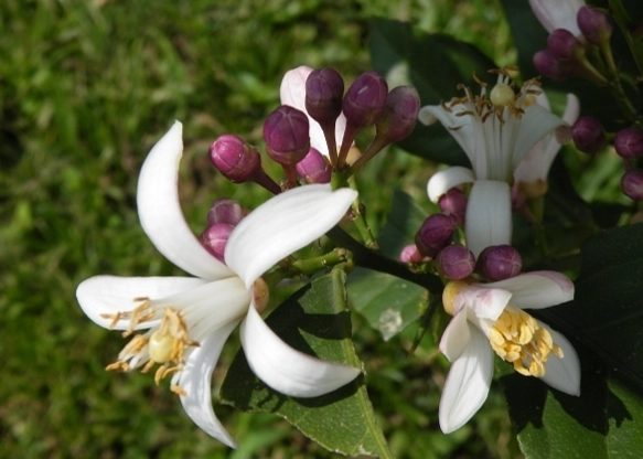 檸檬開花