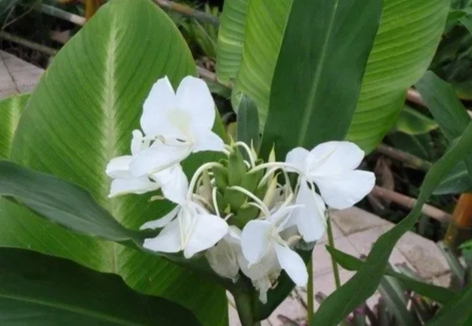 野薑花盆栽問題 野薑花盆栽問題