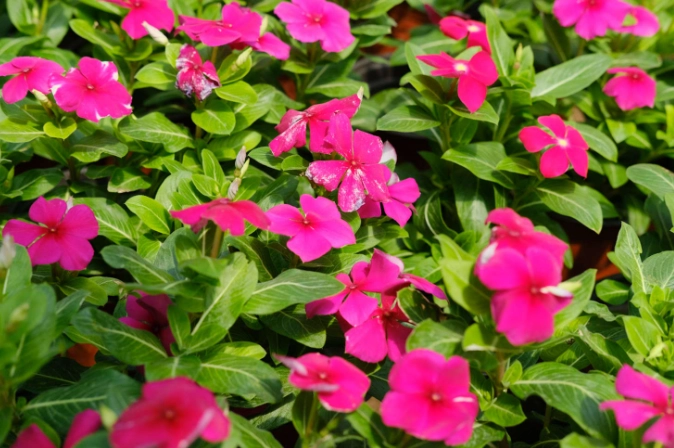 长春花养护技巧