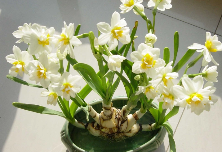水仙花室內種植