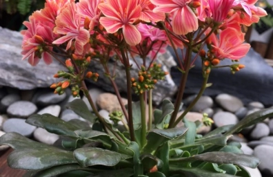 露薇花夏季養護