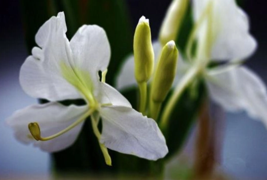 野薑花盆栽照顧 野薑花盆栽照顧