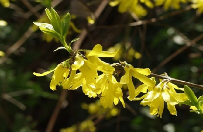 連翹花語應用