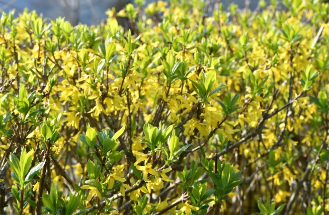 花葉連翹 功效 花葉連翹 功效