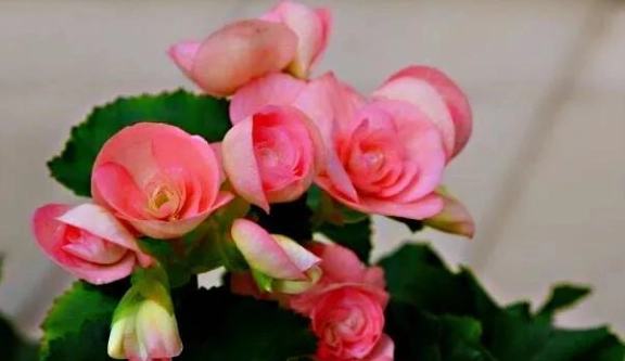 海棠花養護 海棠花養護