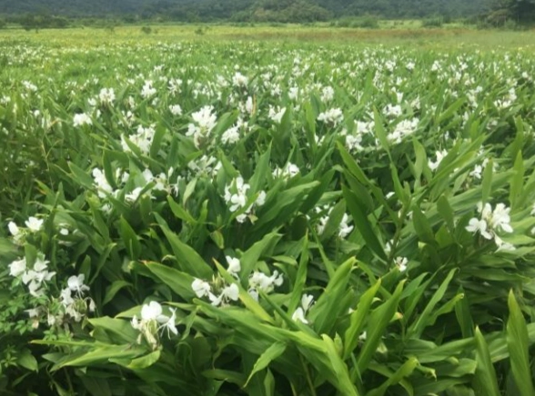 野薑花栽培 野薑花栽培