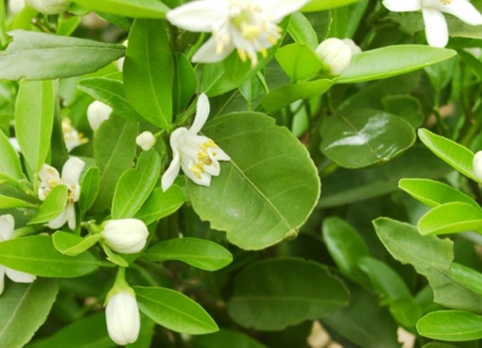橙花精油 橙花精油